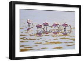 Spoonbills Feeding-Bruce Dumas-Framed Giclee Print