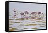 Spoonbills Feeding-Bruce Dumas-Framed Stretched Canvas