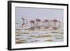 Spoonbills Feeding-Bruce Dumas-Framed Giclee Print