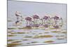 Spoonbills Feeding-Bruce Dumas-Mounted Giclee Print