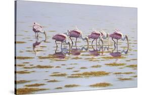 Spoonbills Feeding-Bruce Dumas-Stretched Canvas