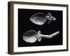 Spoons in Bone from Grave Goods of Tomb in Montetosto Burial Site, Cerveteri, Lazio, Italy-null-Framed Giclee Print