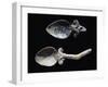 Spoons in Bone from Grave Goods of Tomb in Montetosto Burial Site, Cerveteri, Lazio, Italy-null-Framed Giclee Print