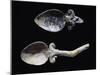 Spoons in Bone from Grave Goods of Tomb in Montetosto Burial Site, Cerveteri, Lazio, Italy-null-Mounted Giclee Print