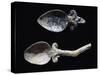 Spoons in Bone from Grave Goods of Tomb in Montetosto Burial Site, Cerveteri, Lazio, Italy-null-Stretched Canvas