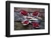 SpoonsaCranberry-Aleksandrova Karina-Framed Photographic Print