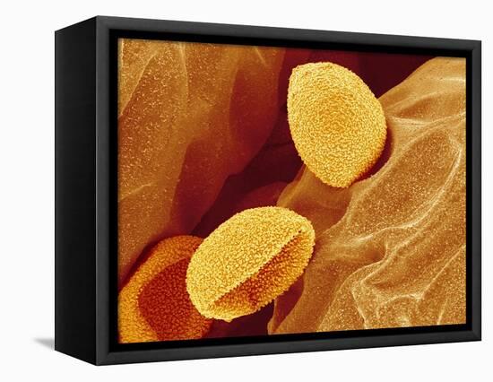 Spores of a Flowering Fern-Micro Discovery-Framed Stretched Canvas