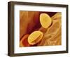 Spores of a Flowering Fern-Micro Discovery-Framed Photographic Print