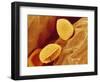 Spores of a Flowering Fern-Micro Discovery-Framed Photographic Print