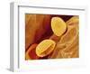 Spores of a Flowering Fern-Micro Discovery-Framed Photographic Print