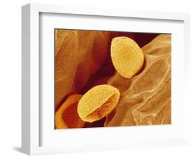 Spores of a Flowering Fern-Micro Discovery-Framed Photographic Print