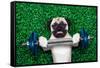 Sport Dog-Javier Brosch-Framed Stretched Canvas