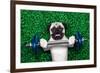 Sport Dog-Javier Brosch-Framed Photographic Print