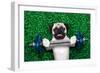 Sport Dog-Javier Brosch-Framed Photographic Print