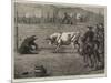 Sport in California, a Bull and Bear Fight-Samuel Edmund Waller-Mounted Giclee Print