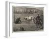 Sport in California, a Bull and Bear Fight-Samuel Edmund Waller-Framed Giclee Print