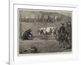 Sport in California, a Bull and Bear Fight-Samuel Edmund Waller-Framed Giclee Print