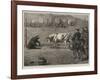 Sport in California, a Bull and Bear Fight-Samuel Edmund Waller-Framed Giclee Print