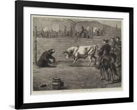Sport in California, a Bull and Bear Fight-Samuel Edmund Waller-Framed Giclee Print