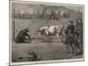 Sport in California, a Bull and Bear Fight-Samuel Edmund Waller-Mounted Giclee Print
