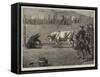 Sport in California, a Bull and Bear Fight-Samuel Edmund Waller-Framed Stretched Canvas