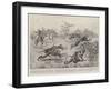 Sport in India, a Troop of Monkeys Crossing the Line of a Paper Chase in India-William T. Maud-Framed Giclee Print