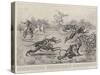 Sport in India, a Troop of Monkeys Crossing the Line of a Paper Chase in India-William T. Maud-Stretched Canvas