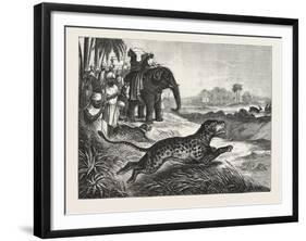 Sport in India, Hunting Antelopes with the Cheetah, 1876. Antelope, Animal, Big Cat, Wild Cat-null-Framed Giclee Print