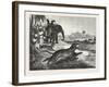 Sport in India, Hunting Antelopes with the Cheetah, 1876. Antelope, Animal, Big Cat, Wild Cat-null-Framed Giclee Print