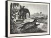 Sport in India, Hunting Antelopes with the Cheetah, 1876. Antelope, Animal, Big Cat, Wild Cat-null-Framed Stretched Canvas