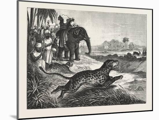 Sport in India, Hunting Antelopes with the Cheetah, 1876. Antelope, Animal, Big Cat, Wild Cat-null-Mounted Giclee Print