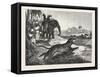 Sport in India, Hunting Antelopes with the Cheetah, 1876. Antelope, Animal, Big Cat, Wild Cat-null-Framed Stretched Canvas