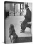 Sportscaster Bill Stern Reading Newspaper as Chesapeake Bay Retriever Sniff a Sidewalk-Nina Leen-Stretched Canvas