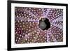 Spot gobies nesting in Common sea urchin shell, Scotland-Alex Mustard-Framed Photographic Print