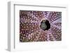 Spot gobies nesting in Common sea urchin shell, Scotland-Alex Mustard-Framed Photographic Print