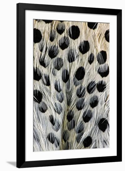 Spot pattern on belly feathers of Northern Flicker, Colaptes auratus-Adam Jones-Framed Photographic Print