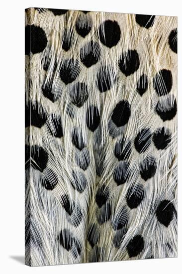 Spot pattern on belly feathers of Northern Flicker, Colaptes auratus-Adam Jones-Stretched Canvas