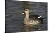 Spotbill Duck (Anas Poecilorhyncha)-Mark Taylor-Stretched Canvas