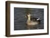 Spotbill Duck (Anas Poecilorhyncha)-Mark Taylor-Framed Photographic Print
