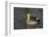 Spotbill Duck (Anas Poecilorhyncha)-Mark Taylor-Framed Photographic Print