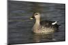 Spotbill Duck (Anas Poecilorhyncha)-Mark Taylor-Mounted Photographic Print
