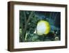 Spotfin Butterfly Fish-Hal Beral-Framed Photographic Print