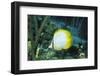 Spotfin Butterfly Fish-Hal Beral-Framed Photographic Print