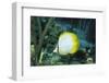 Spotfin Butterfly Fish-Hal Beral-Framed Photographic Print