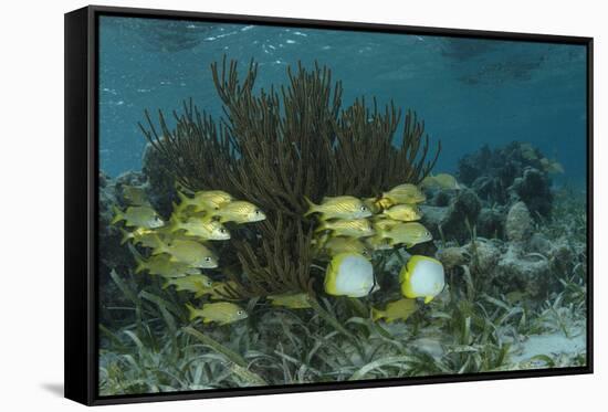 Spotfin Butterflyfish and French Grunt, Half Moon Caye, Lighthouse Reef, Atoll, Belize-Pete Oxford-Framed Stretched Canvas