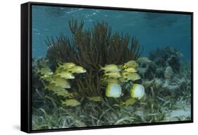 Spotfin Butterflyfish and French Grunt, Half Moon Caye, Lighthouse Reef, Atoll, Belize-Pete Oxford-Framed Stretched Canvas