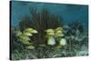 Spotfin Butterflyfish and French Grunt, Half Moon Caye, Lighthouse Reef, Atoll, Belize-Pete Oxford-Stretched Canvas