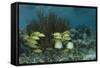 Spotfin Butterflyfish and French Grunt, Half Moon Caye, Lighthouse Reef, Atoll, Belize-Pete Oxford-Framed Stretched Canvas