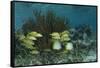 Spotfin Butterflyfish and French Grunt, Half Moon Caye, Lighthouse Reef, Atoll, Belize-Pete Oxford-Framed Stretched Canvas