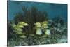 Spotfin Butterflyfish and French Grunt, Half Moon Caye, Lighthouse Reef, Atoll, Belize-Pete Oxford-Stretched Canvas